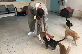 坐牢还能撸猫狗？囚犯：狗不在时，我们都在房间里哭图片
