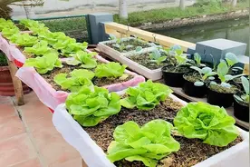 泡沫箱子主要含有什么成分？用其种菜会致癌是真的吗？看完就懂了图片