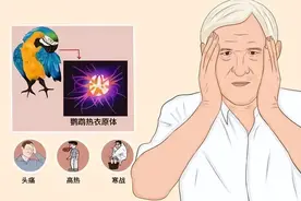“鹦鹉热”会人传人吗？病原体不是病毒、细菌，病程可长达几个月！图片