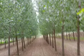 退林还耕的损失谁承担？吃亏的只是种植户自己图片