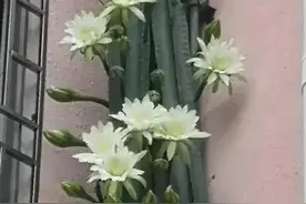 发现广州一花友的龙骨，从一楼爬到6楼，那叫一个“霸气”，晒晒图片