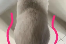 猫咪后腿无力拖着走，可能是以下原因图片