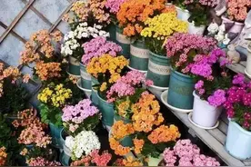 10月的长寿花一直没花苞？赶快补救，还来得及图片
