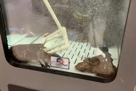 美国老哥从超市买回一只龙虾当宠物养，这后续，数百万网友被暖到图片