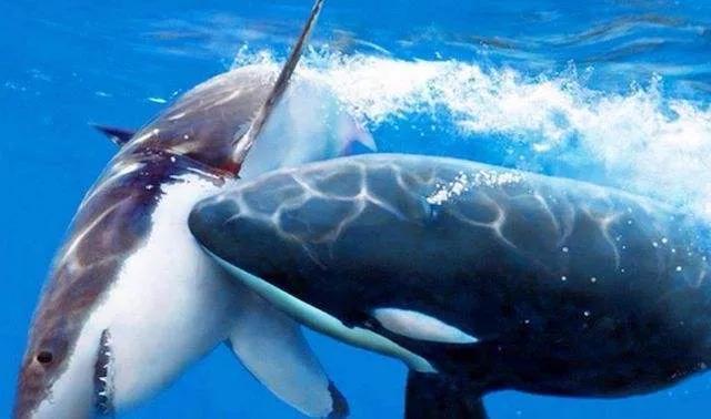 虎鲸vs大白鲨,生命与杀戮的轮回
