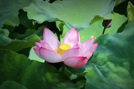 一个人，越低调，越有福气图片