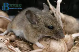 封闭环境中，老鼠是怎么进入室内的？图片