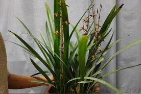 5个网上买花避坑指南，不想经常换空盆，这几点要多记着图片