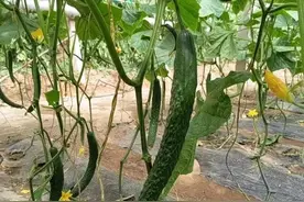 黄瓜结得多，这5种肥料不能缺图片
