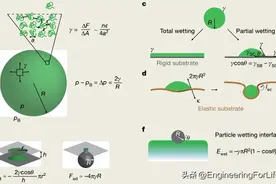 《Nature》普林斯顿大学：不可思议！细胞内竟存在毛细作用力图片