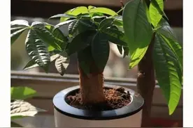 被拉下神坛的发财树，原因一针见血，难怪花友们都弃养了图片