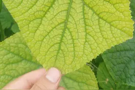 蔬菜叶变黄，菜农别紧张，6处找原因，高产有保障图片