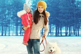 每日一狗——萨摩耶犬图片