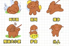 如何纠正狗狗9个坏习惯|新手养狗必看图片