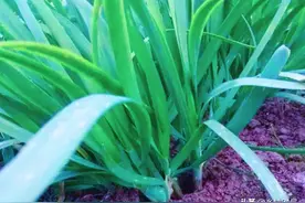 韭菜收割两三天，赶紧淋灌这两种液体混合肥，疯长不停图片