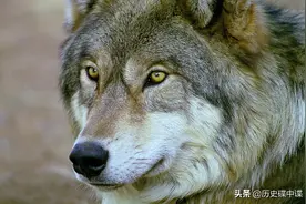 狼群围攻窝棚看守，却不知此人会武功，打得它们夹着尾巴四散而逃图片
