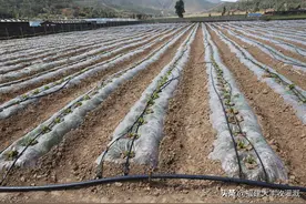 滴灌与微喷灌的区别，适用范围及各自特点，你了解么？图片