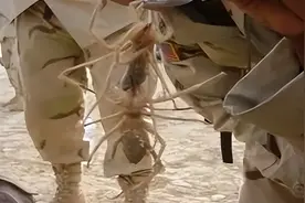 干旱沙漠发现“抱脸虫”？用“嘴”捕杀猎物，恐怖10条腿追着人咬图片