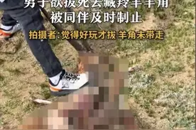 炸裂！男子欲拔死去藏羚羊羊角，被制止冲上热搜！评论：三年起步图片
