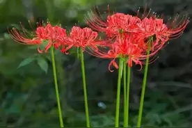 「科研二次元」彼岸花？石蒜？曼珠沙华？莉可丽丝到底是什么花图片