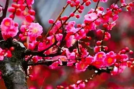 春节读诗赏梅，古人梅花诗词前十首排名，没有李白杜甫图片