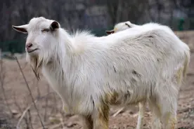 养羊的99个知识点，个个有用图片