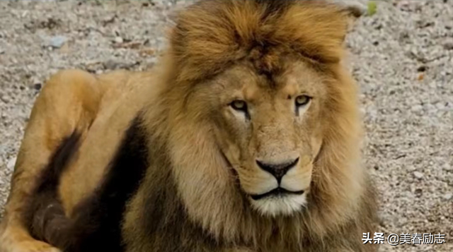 盘点非洲10大危险动物，为何狮群被集体团灭？谁才是非洲王者？