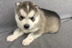 哈士奇在家偷吃，朋友愤怒的把它放进冰箱，这可让狗子遭罪了图片