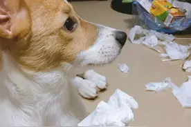 这几种狗很容易“背叛”主人，忠诚度不高图片