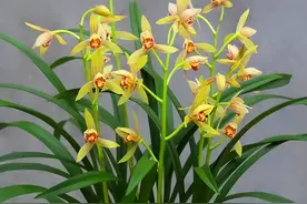 兰花不仅绝美还具有药用价值图片