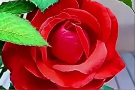 人这一生，无论你遇到什么人，都不是偶然，而是命中注定的缘分图片