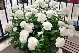 喜欢白色玫瑰，就养“婚礼之路”，颜值高、香气浓，而且开花勤奋图片