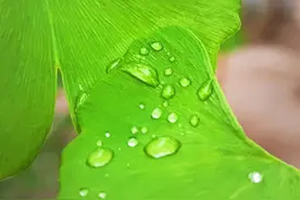 肺间质病变一定是肺间质纤维化吗？图片