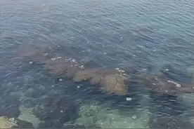 五一出游千万别碰！广东一知名景区近期大量出现！严重可致命！图片