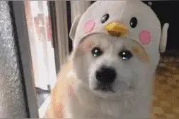 一些可爱狗狗动图表情包合集图片