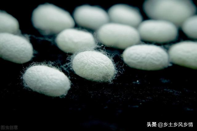 蚕的生长过程图解（蚕的生长过程）