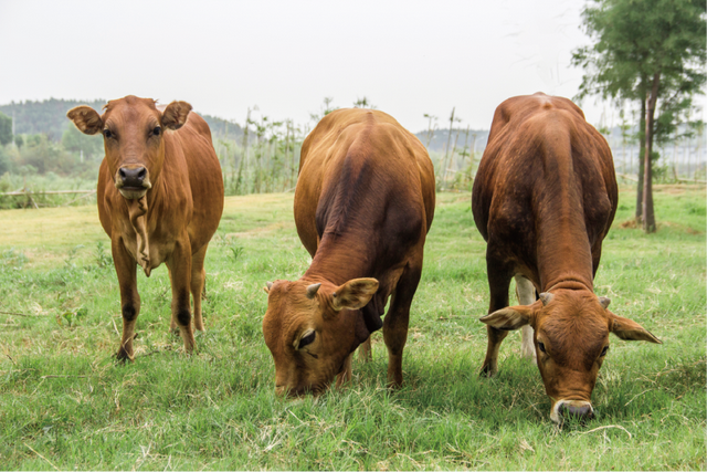 香冒泡儿了的“吉线”331，吃了第一座城就走不动了！