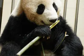 刚刚，大熊猫“武林盟主”已抵达武汉动物园图片