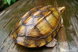 饲养“失去意义”的龟，你来告诉我到底还要不要坚持？图片