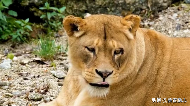 盘点非洲10大危险动物，为何狮群被集体团灭？谁才是非洲王者？