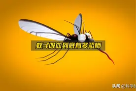 蚊子吸血过程到底有多恐怖，超出你的想象图片
