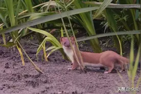 镇江一男子白天偶遇黄鼠狼进行了驱赶，晚上却被吓得出门“赔罪”图片