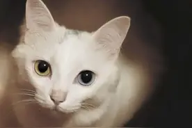 辽宁男子救下怀孕母猫,2年后男子突然失踪,母猫报恩引出重要线索图片