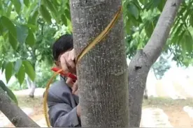 核桃树不结果要环切放浆，才能开花结果产量高，这是什么原因？图片