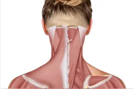 从头到脚学肌肉——掌握肩关节肌（高清图解）图片