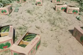 缅甸边境口岸，大量运西瓜的车滞留，西瓜损坏严重图片