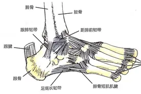足跟不红不肿，一走路就疼！5大“元凶”需警惕！图片