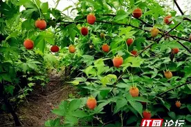 饭泡子图片