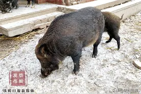 收入翻番！靠山镇金龙村养杂交野猪8年啦图片