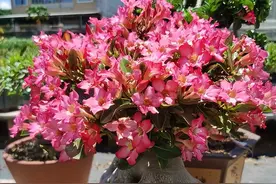 沙漠玫瑰想爆盆，修剪记住“三要素”，变成“大肚子”，花开翻倍图片